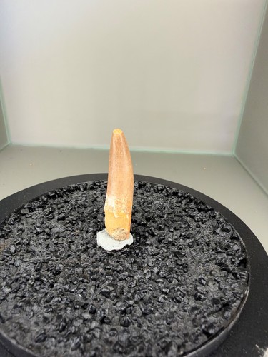 7cm plesiosaurus zahn - 4,7cm,