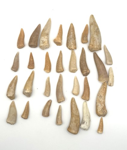 30x original enchodus - enchodus, libycus