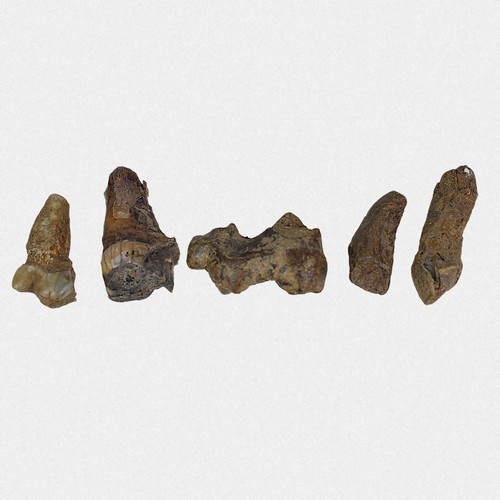 Backenzahn spelaeus - u.,
