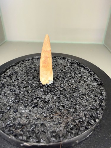 2cm plesiosaurus zahn - zahn, /