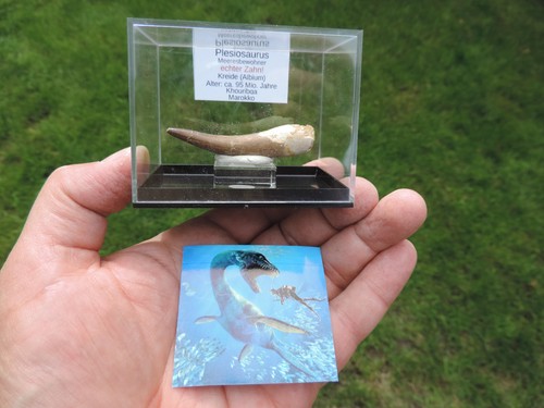 Schöner zahn vom plesiosaurus - zahn,