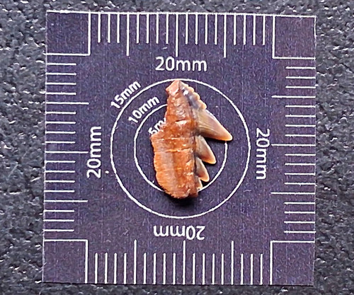 Notorynchus serratissimus kuh - notorynchus,
