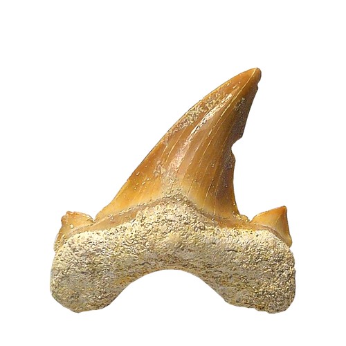 Fossiler hai zahn otodus - hai-zahn,
