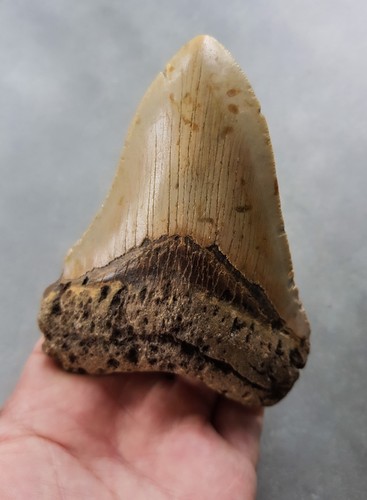 Schöner megalodon haizahn - megalodon,