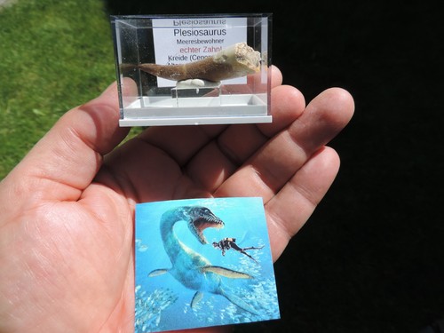 Schöner zahn vom plesiosaurus - vom,