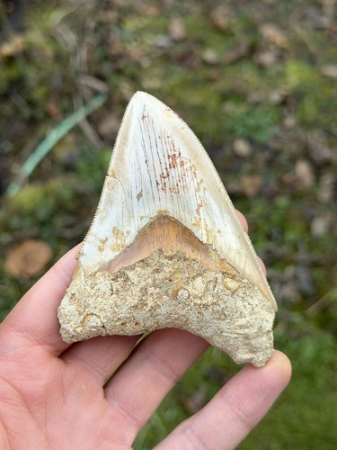 Fossiler megalodon hai - fossiler, zahn