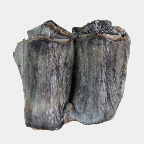 Unterkiefer molar - molar, m2