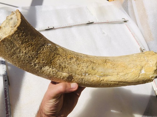 Mammut stoßzahn stabilisiert - mammut,