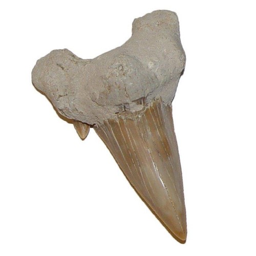Haizahn versteinert fossil - haizahn,
