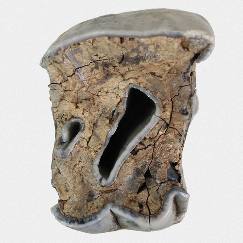 Molar antiquitatis - molar,