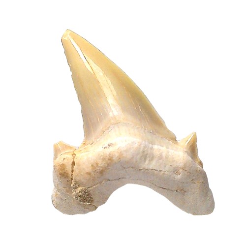 Fossiler hai zahn - hai-zahn, otodus