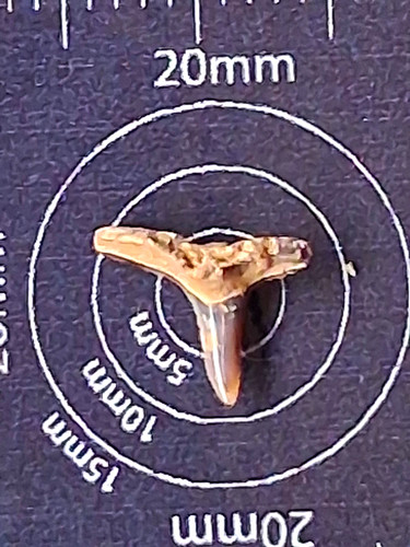 Squatina prima engelhai zahn - squatina,