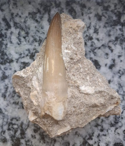 Zarafasaura oceanis