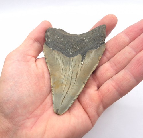 Kantenlänge megalodon - 10,0,