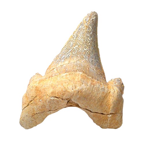 Fossiler hai zahn otodus - fossiler, hai-zahn