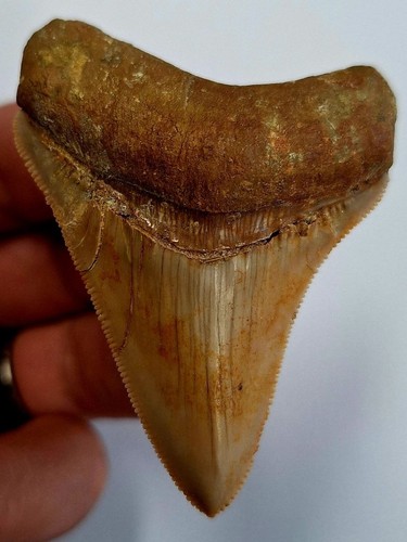 Indo megalodon zahn tooth dent - megalodon,