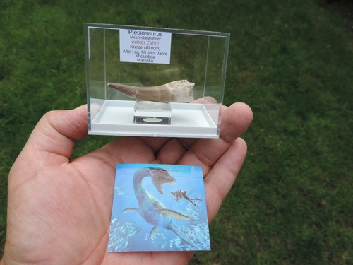 Schöner zahn vom - zahn, plesiosaurus