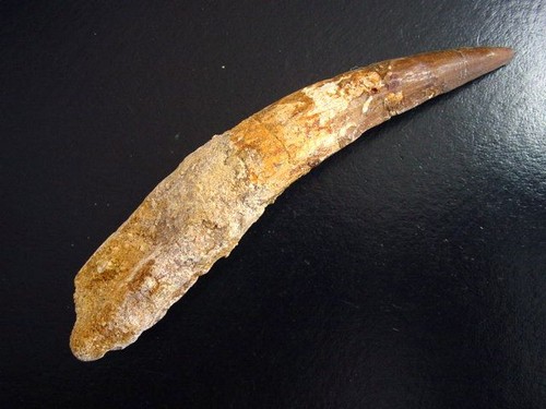 Spinosaurus zahn - spinosaurus, cm